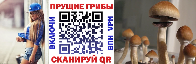 Галлюциногенные грибы Psilocybine cubensis Гулькевичи